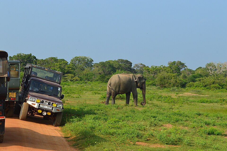 The Ultimate Safari Guide to Yala National Park: Spotting Sri Lanka's Elusive Leopards