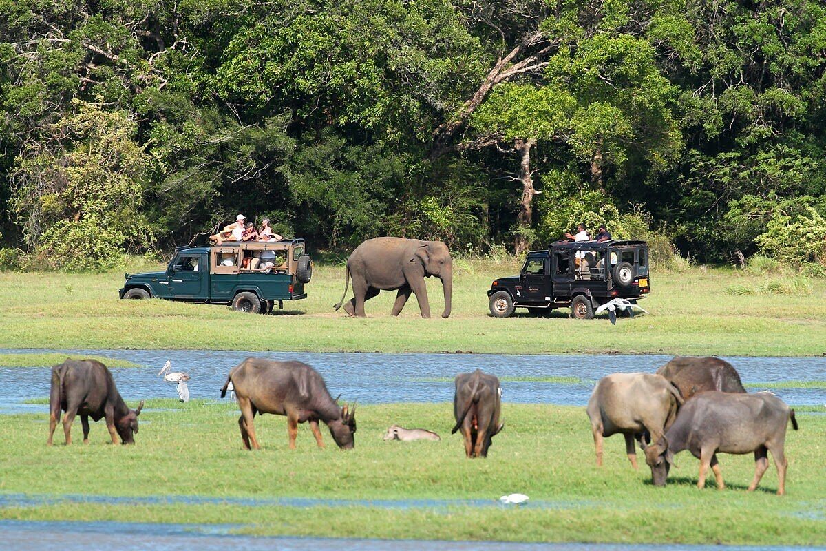 Minneriya National Park
