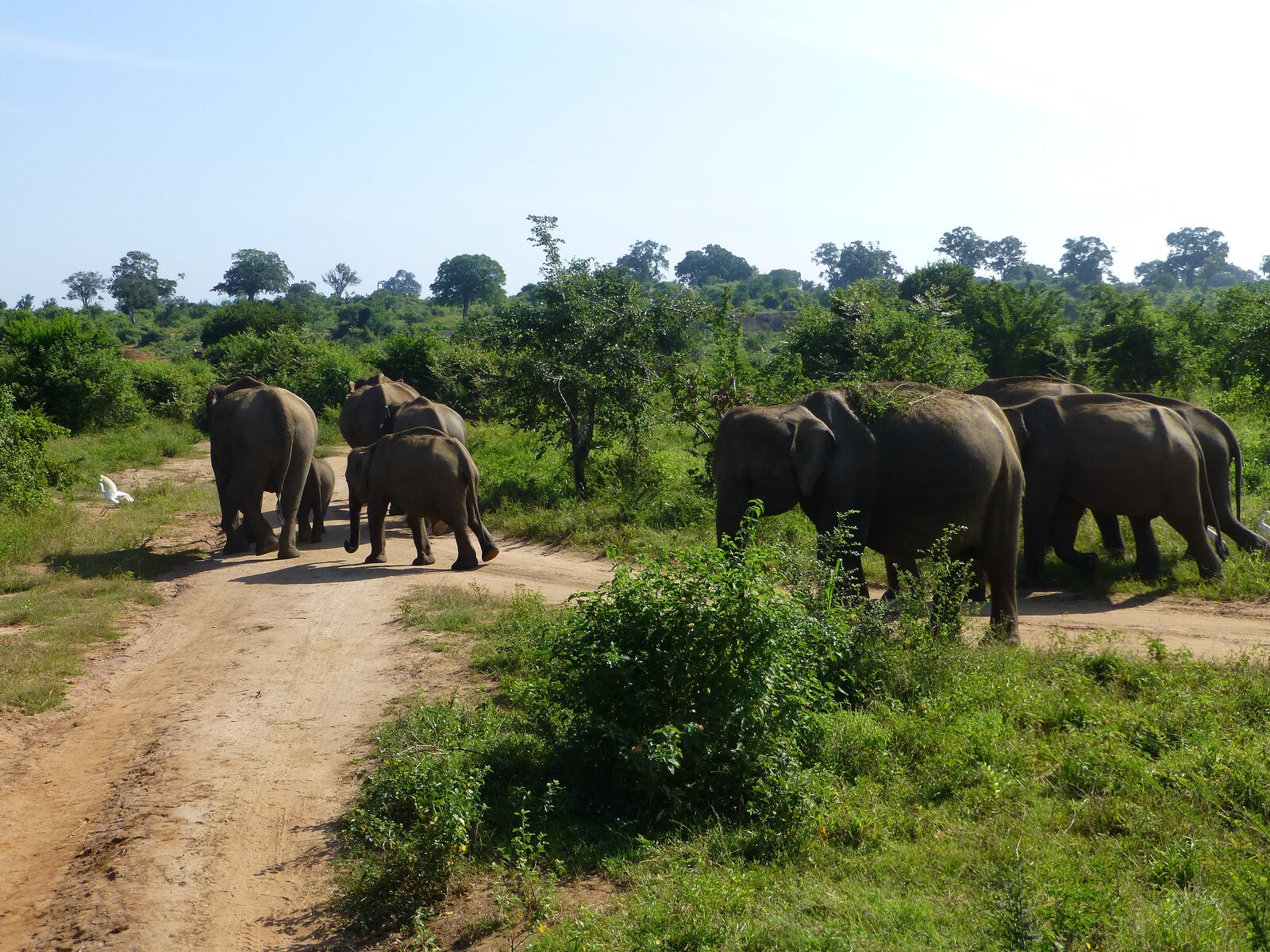 Udawalawe National Park