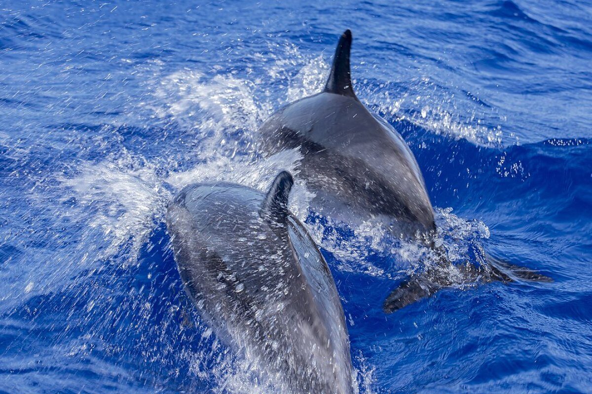 Whale & Dolphin Watching
