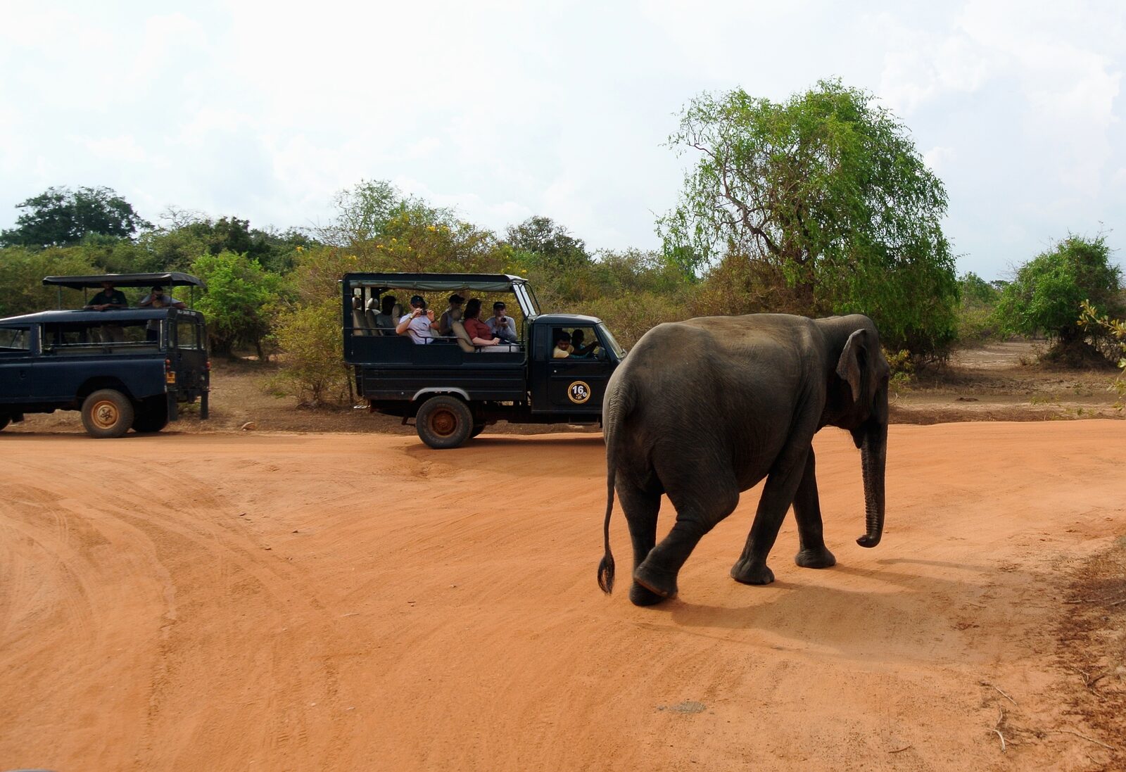 Wildlife Safari & Leopard Tracking