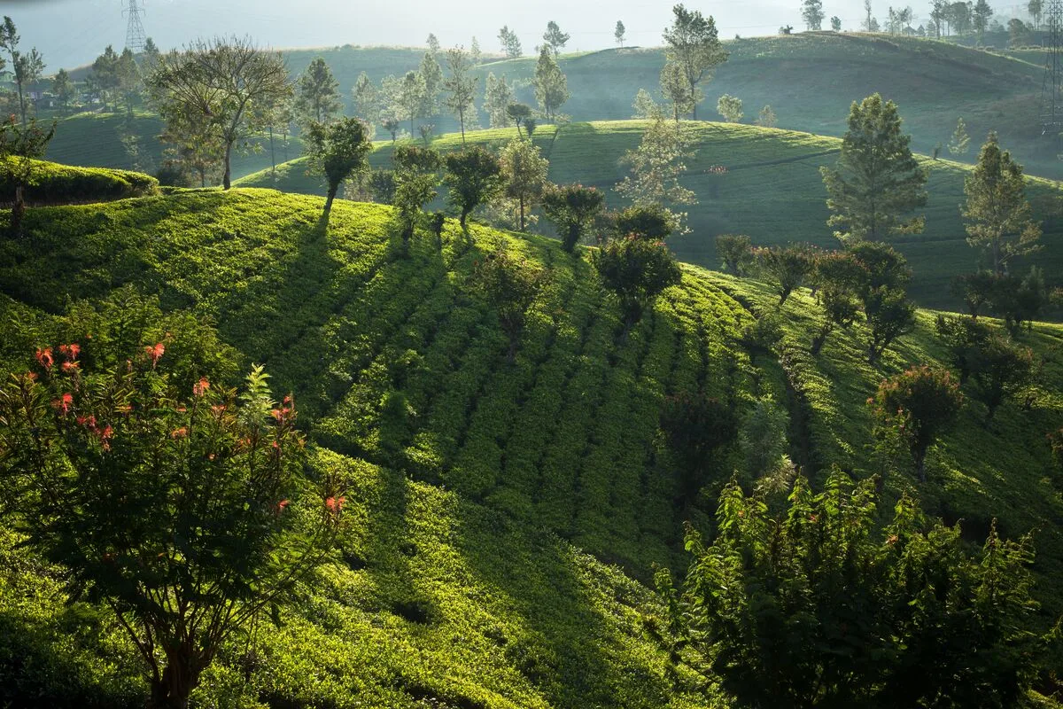 Sri Lanka Tea Hills Nuwara Eliya