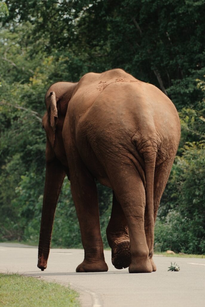 Elephants & Leopards Tour